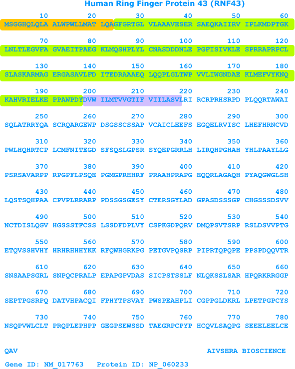 human rnf43 recombinant