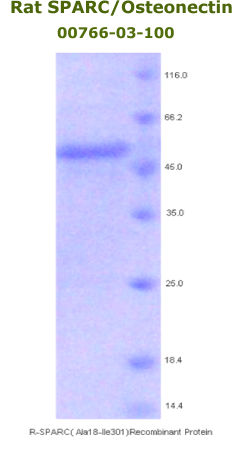 rat sparc recombinant