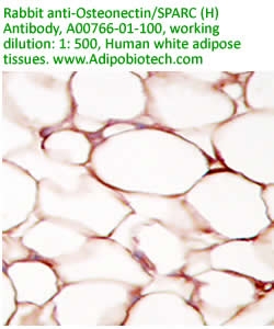 anti human SPARC antibody
