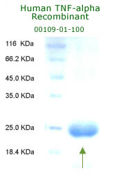 human TNF-alpha reombinant