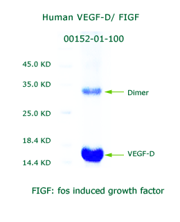 VEGF-D