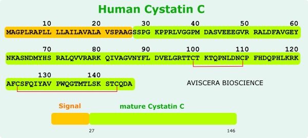 human cystatin c