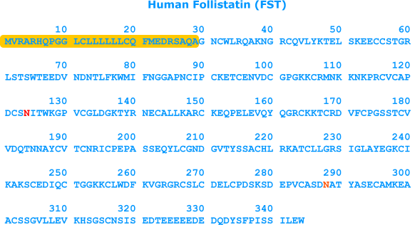 human follistatin sequence