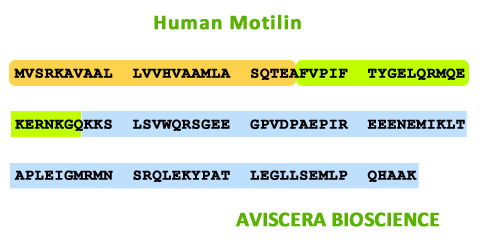 human motilin
