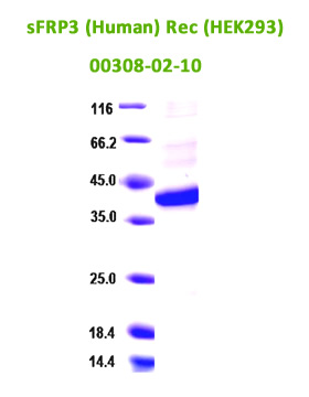human sFRP3 recombinant derived from HEK293 