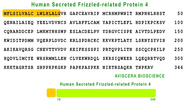 human sFRP-4