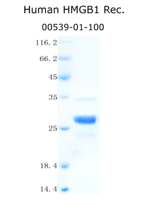 human HMGB1 recombinant from aviscera bioscience