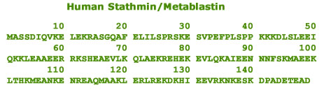 human stathmin 1