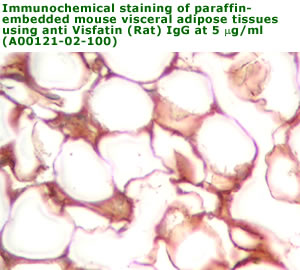 anti rat visfatin IgG A00121-02-100 from aviscera bioscience
