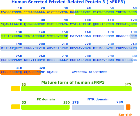 human secreted FRP3
