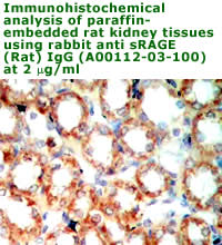 anti rat RAGE antibody for immunohistochemistry